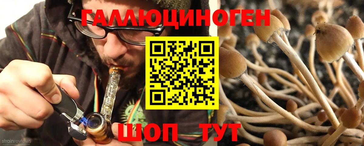 Псилоцибиновые грибы Psilocybine cubensis Полысаево